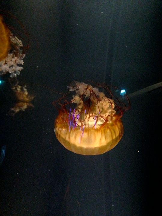 jellyfish - Photos@18