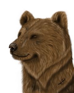 Brown bear portrait