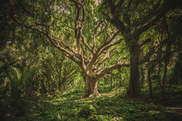 mystic tree - SHOPPINGUSA