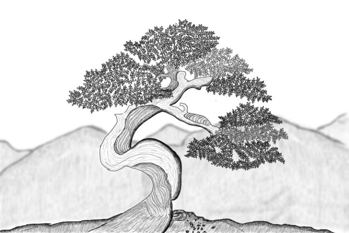 100% Original print sketch pencil drawing Bonsai tree Juniper by OK artist  KONG2 | eBay