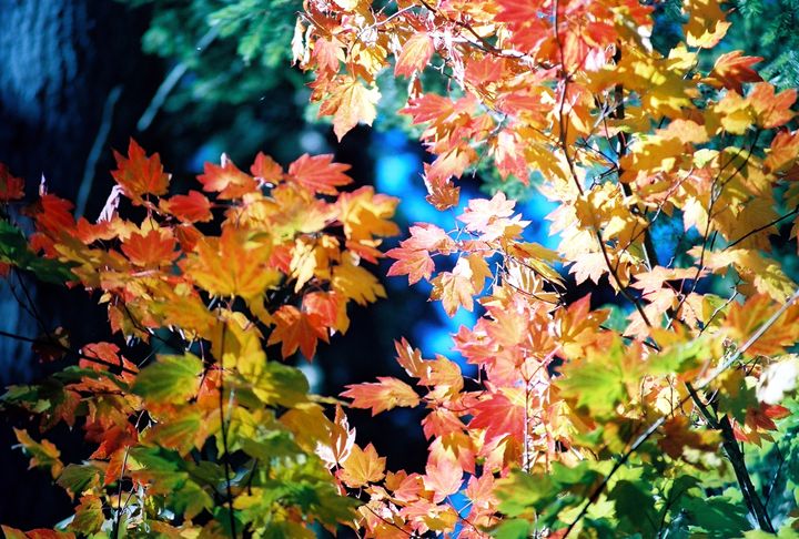 Fall leaves, with brilliant color - Sue Rode Photography
