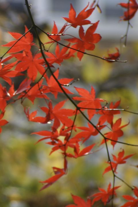 Red leaves - Sue Rode Photography