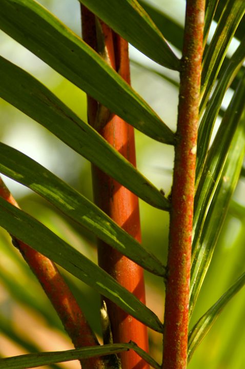 Bamboo intrigue - Sue Rode Photography