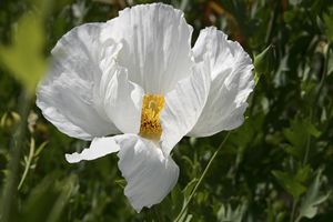 White paper flower