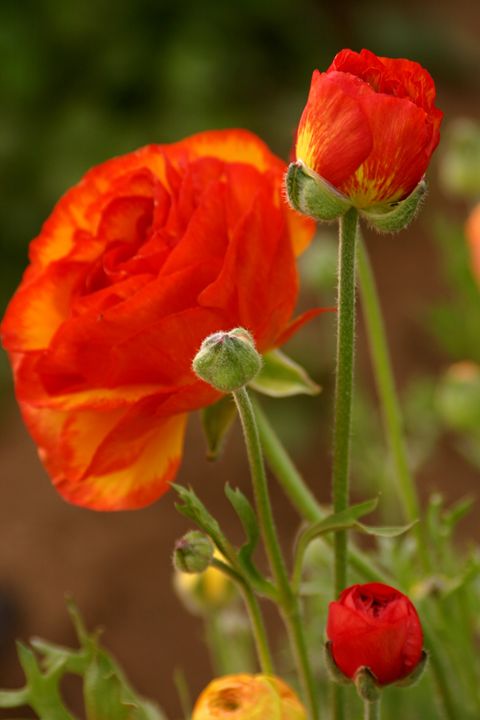 Orange-red ranunculus - Sue Rode Photography