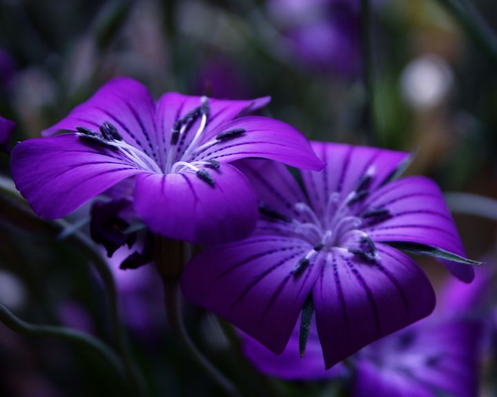 Deep, sensuous tulips - Sue Rode Photography