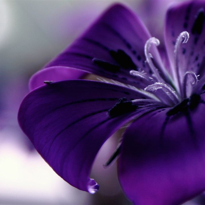 Purple grace - Sue Rode Photography