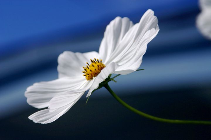 Free spirited cosmos - Sue Rode Photography