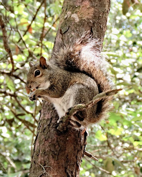 Squirrel outlets Life Original Glossy Photography Print, 8x10”