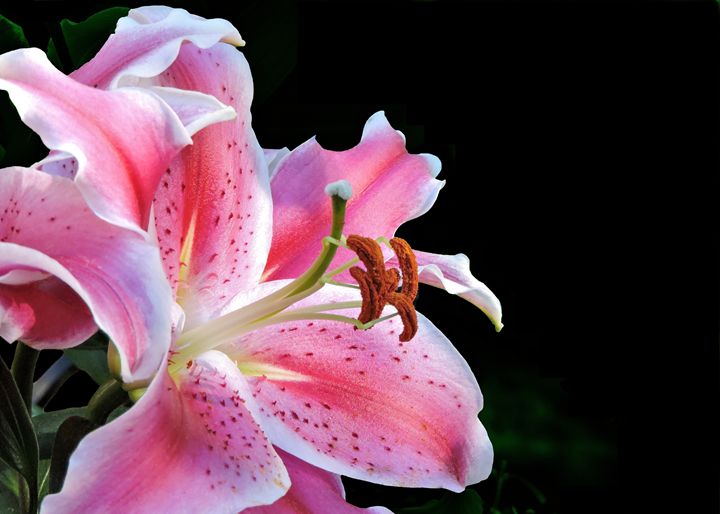 Stargazer Lily - My Favorite Photos - Photography, Flowers, Plants ...