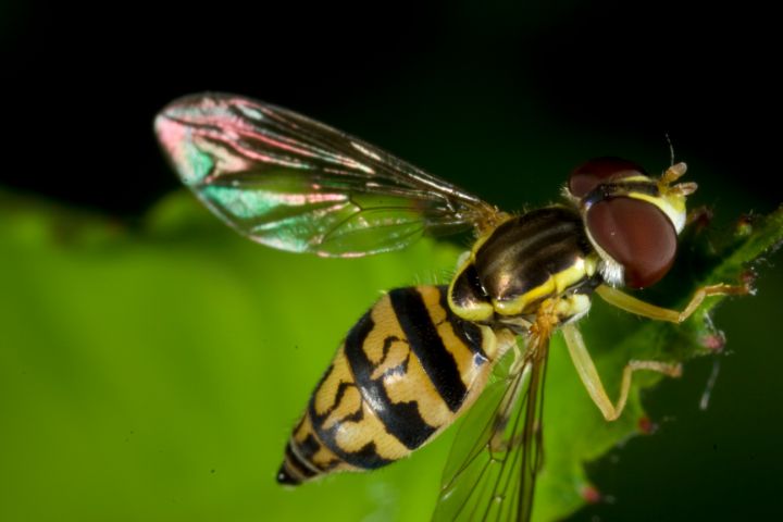 Hopper Fly Insect Hoverfly - Insects & Spiders - Photography, Animals, Birds, & Fish ...