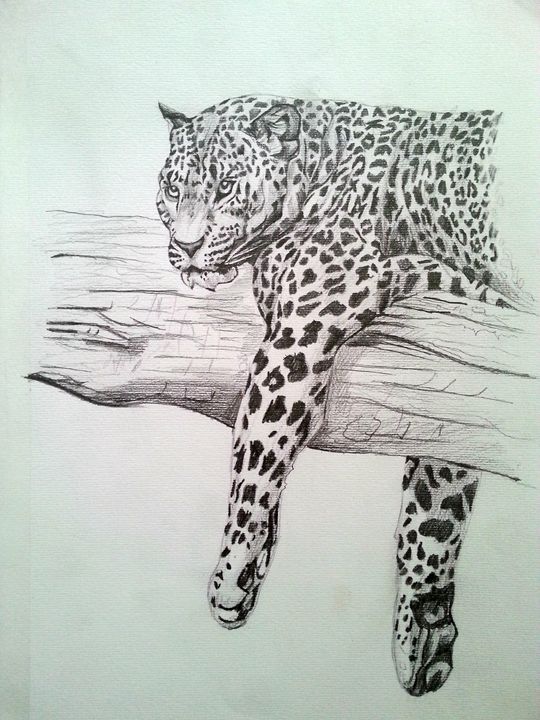 Pencil Drawing Big Cat Original Drawings And Paintings Drawings