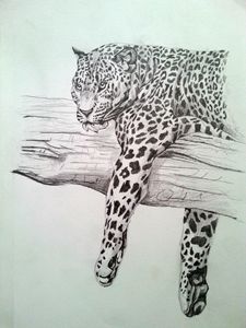 Pencil Drawing Big Cat Original
