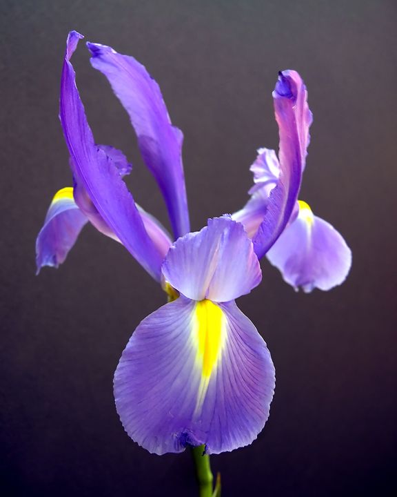 Iris Abstract One - Abstract Thinking