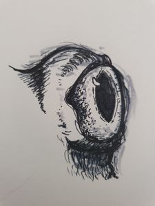 Blue Eyed Frog Sketch