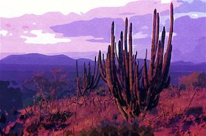 Sahuaro. Baja desert - meredesromero