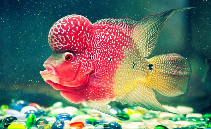 Multicolored fish with strange shape - Angelo Cordeschi