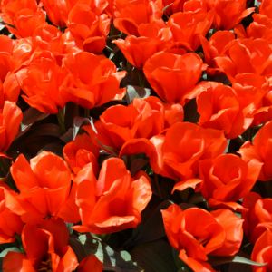 Orange tulips - Helen A. Lisher