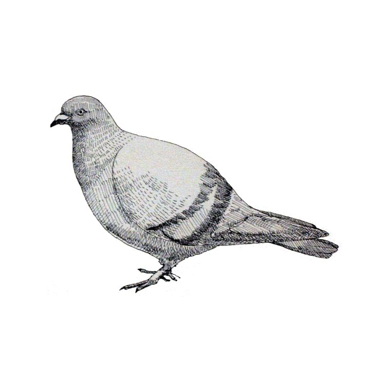 Columbidae Domestic pigeon Bird Drawing, pigeon, pencil, animals, fauna png  | PNGWing