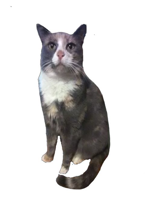 Psyco Kitty Art Photography Animals Birds Fish Cats