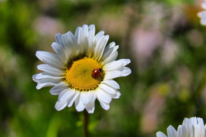 Ladybug - Gustavo B Photography