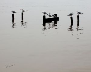 Seagulls Resting