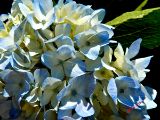 Flora