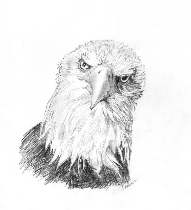 Young Eagle - Shadow and Form - Drawings & Illustration, Animals, Birds ...