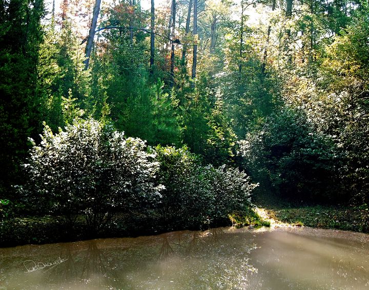 Georgia Woods Pond - Shadow and Form