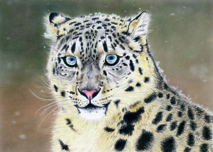 Snow Leopard Traveling Pencils Drawings Illustration Animals Birds Fish Wild Cats Leopard Jaguar Artpal