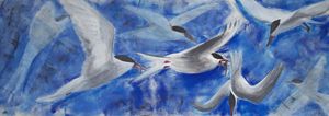 Arctic Tern's Feeding