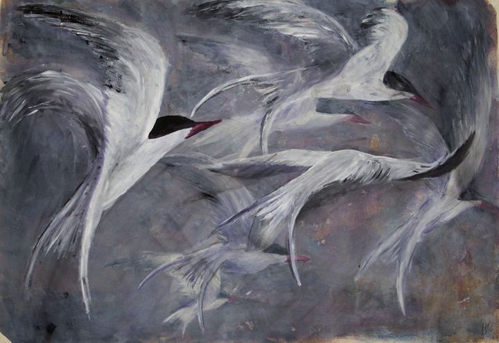Arctic Tern flight - Bronwyn Garfirth