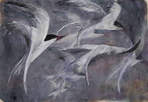 Arctic Tern flight
