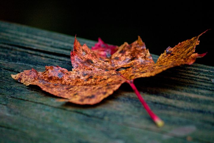 Fallen Leaf - Light By Dawn