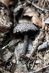 Old Man of the Woods