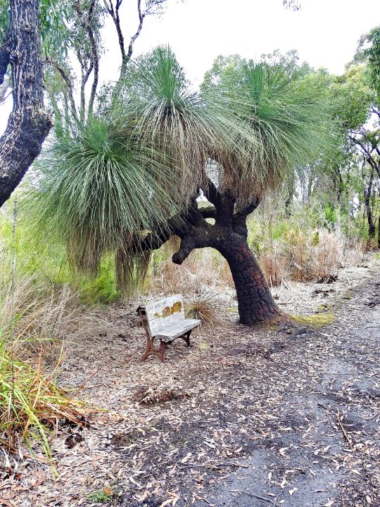 A giant of a grass tree - Adbetron