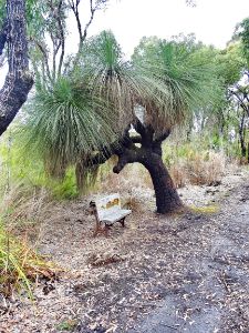 A giant of a grass tree
