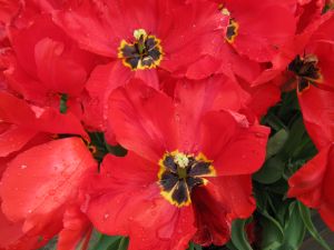 Tulips in Red - Adbetron