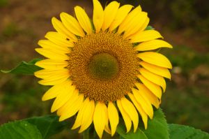Sunflower - Adbetron