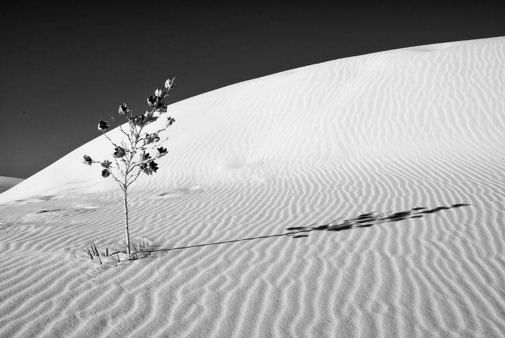 White Sands National Monument #4 - Lou Novick