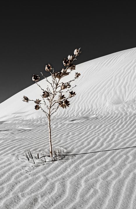 White Sands National Park #4 1 of 2 - Lou Novick