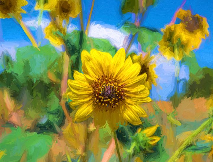Sunflower - Lou Novick