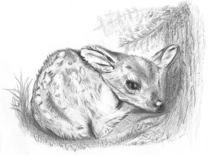 Deer Fawn  Sketch by umisaru on DeviantArt