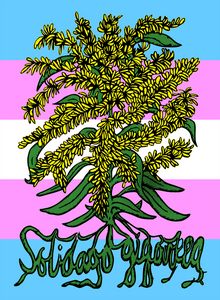 Solidago Gigantea - Trans Pride - Solidago Gigantea - Kentucky