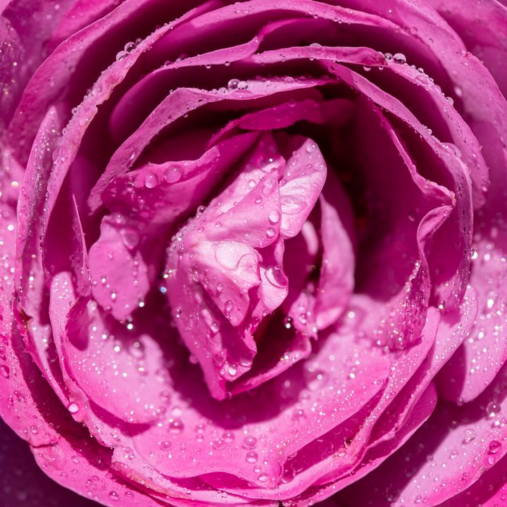 Pink Rose - Photo Art