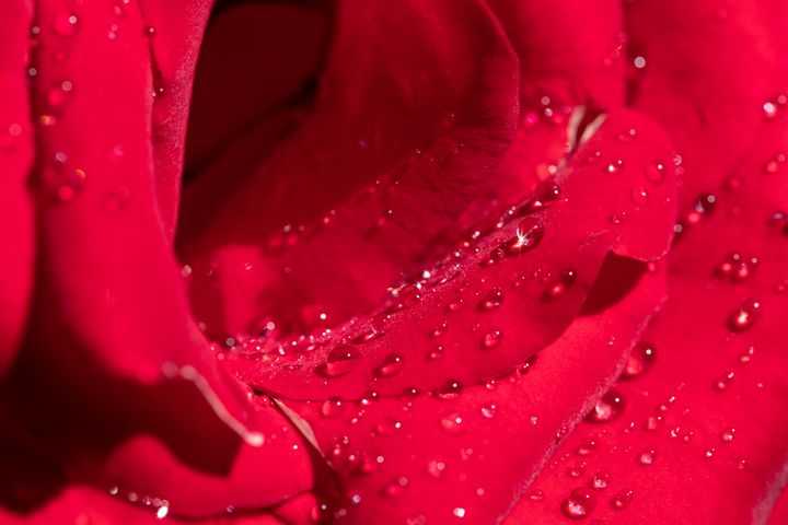 Rose - Photo Art
