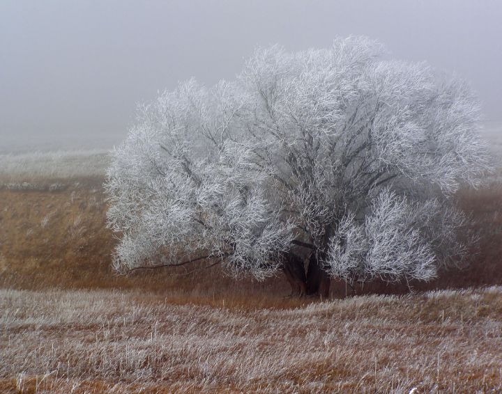 Frost and Fog - Photography by Alana I Thrower