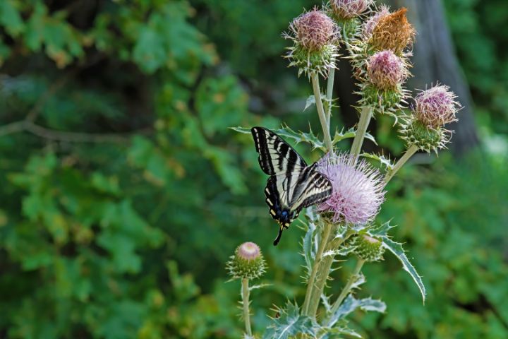 Anise Swallowtail Butterfly - Photography by Alana I Thrower - Photography,  Animals, Birds, & Fish, Bugs & Insects, Butterflies & Moths - ArtPal