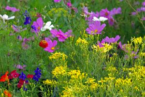 Let There Be Flowers - Photography by Alana I Thrower