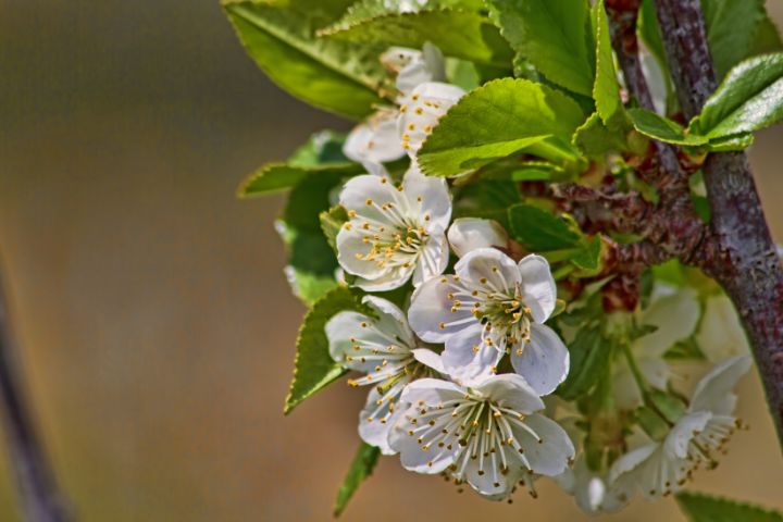 Cherry Blossoms - Photography by Alana I Thrower - Photography, Flowers ...